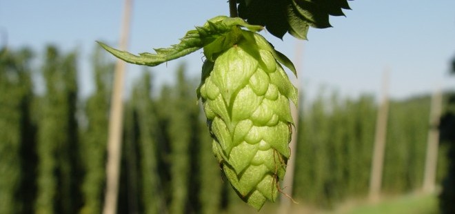 Homebrew: Growing Your Own Hops