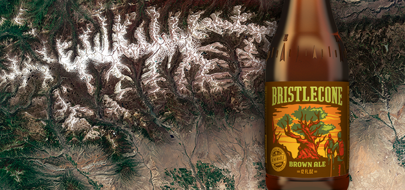 Uinta Brewing | Bristlecone Brown Ale