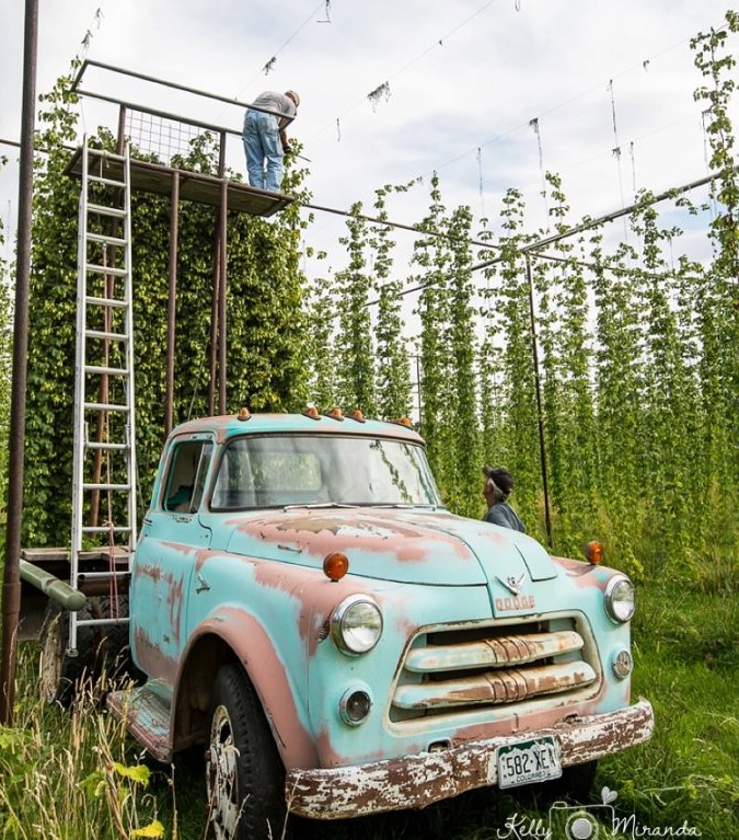 Monzón Showcase: Local Fall Harvest at Pine River Hops in Bayfield, CO.