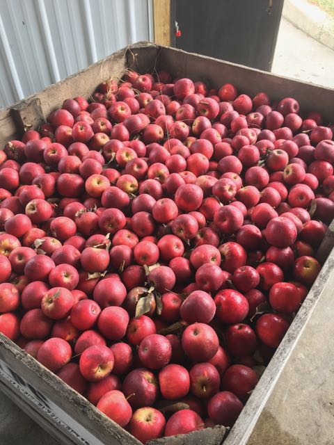 Apples come in large pallets to Virtue from a variety of Michigan farmers.