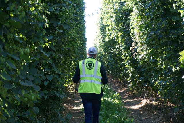 BREAKING | Anheuser-Busch Monopolizes South African Hop Supply from Craft Breweries