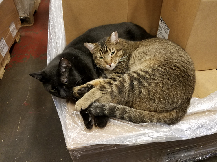Paws & Pours | The Story of Empirical Brewery’s Feline Employees