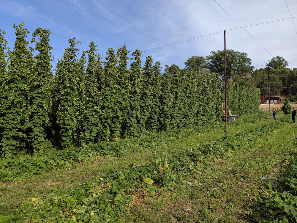 Two Denver Breweries Fly 300 Miles in a Day for Freshest Wet Hop