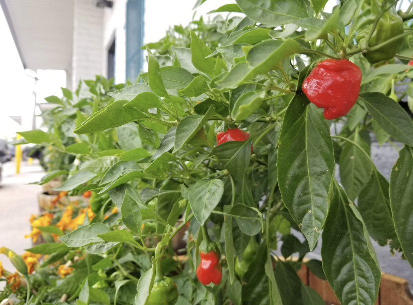 The actual scotch bonnets grown on Crooked Stave's patio.